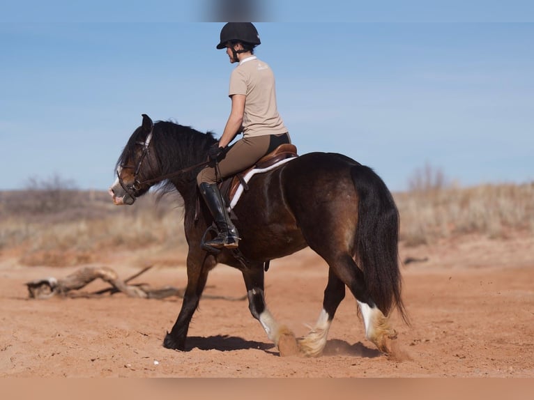 Gypsy Horse Mix Gelding 6 years 13 hh Bay in Canyon
