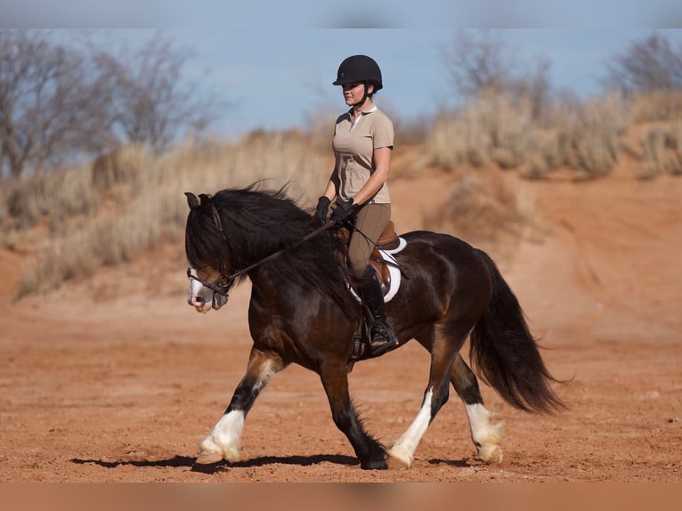 Gypsy Horse Mix Gelding 6 years 13 hh Bay in Canyon
