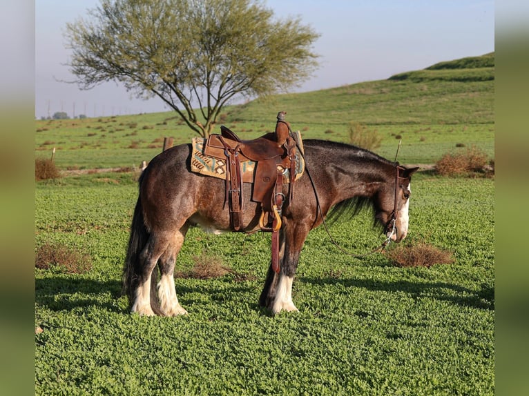 Gypsy Horse Mix Gelding 6 years 13,1 hh Roan-Bay in Norco