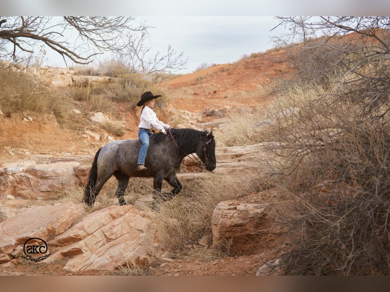 Gypsy Horse Mix Gelding 6 years 13,1 hh Roan-Blue in Canyon, TX