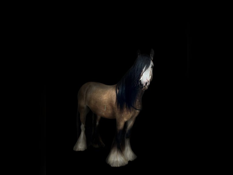 Gypsy Horse Gelding 6 years 13,2 hh Buckskin in Weiterstadt