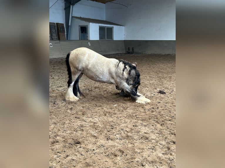 Gypsy Horse Gelding 6 years 13,2 hh Buckskin in Weiterstadt