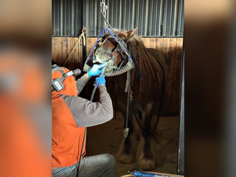 Gypsy Horse Gelding 6 years 13,2 hh in Cisco, TX
