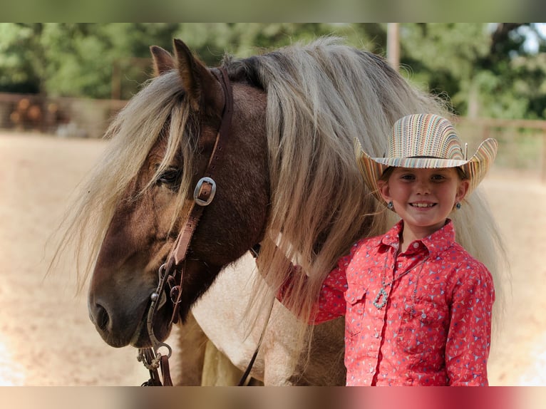 Gypsy Horse Gelding 6 years 13,2 hh in Cisco, TX