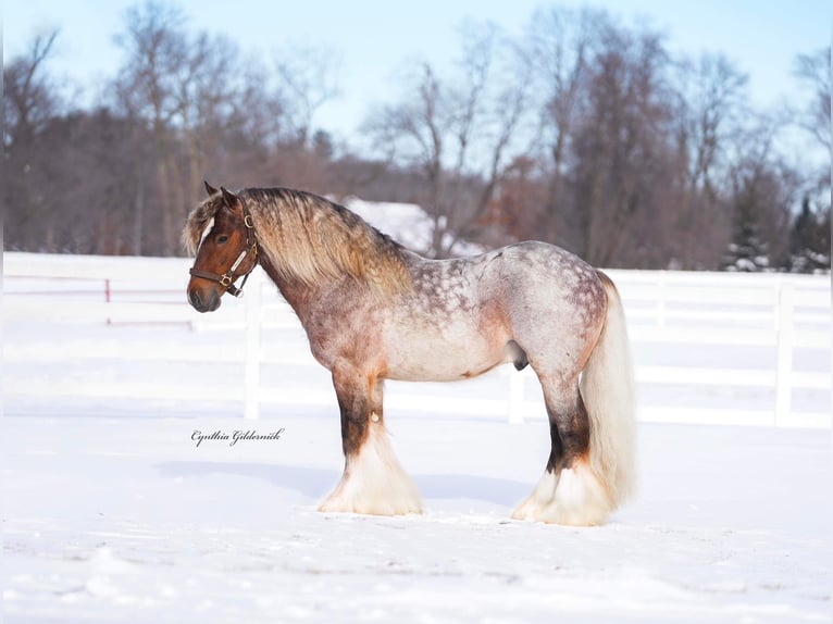 Gypsy Horse Gelding 6 years 13,2 hh in Cisco, TX