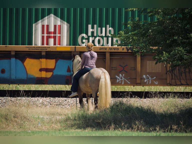Gypsy Horse Gelding 6 years 13,2 hh in Cisco, TX