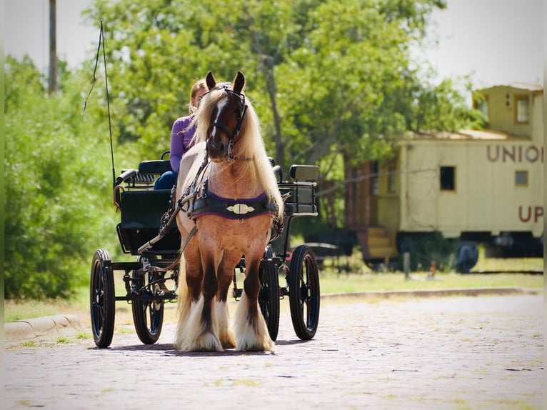 Gypsy Horse Gelding 6 years 13,2 hh in Cisco, TX