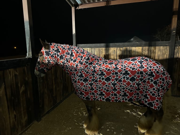 Gypsy Horse Gelding 6 years 13,2 hh in Cisco, TX