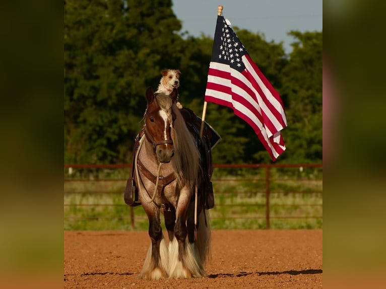 Gypsy Horse Gelding 6 years 13,2 hh in Cisco, TX