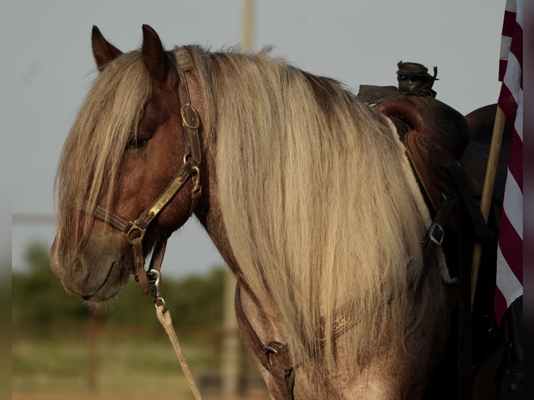 Gypsy Horse Gelding 6 years 13,2 hh in Cisco, TX