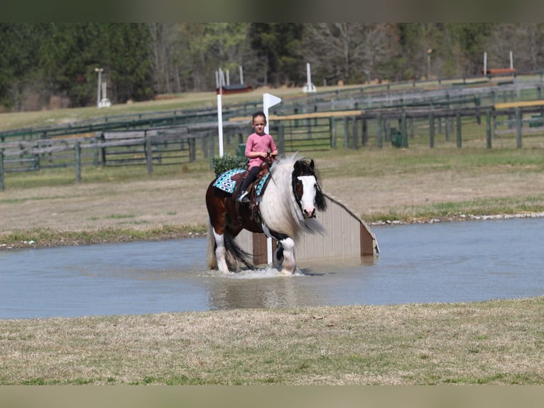 Gypsy Horse Gelding 6 years 13,2 hh Pinto in Syracuse