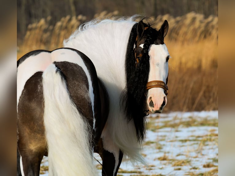 Gypsy Horse Gelding 6 years 13,2 hh Pinto in Syracuse