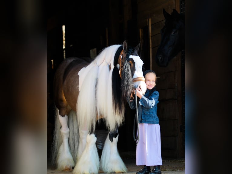 Gypsy Horse Gelding 6 years 13,2 hh Pinto in Syracuse