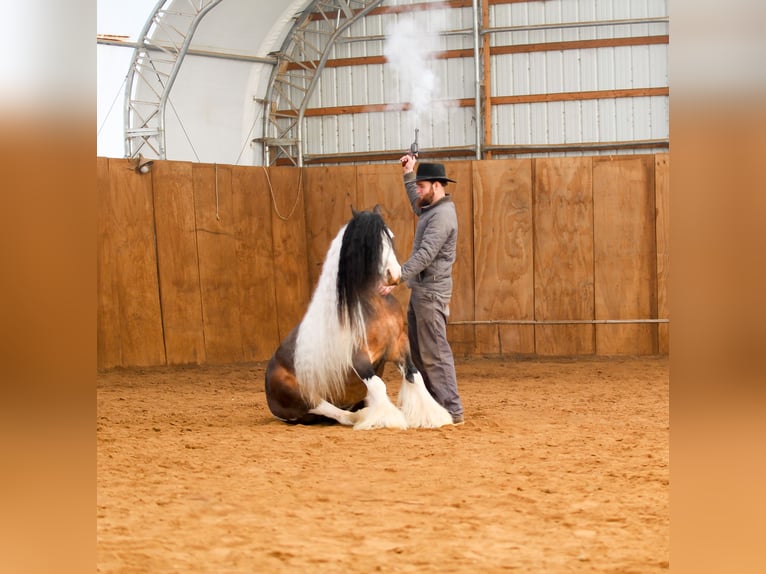 Gypsy Horse Gelding 6 years 13,2 hh Pinto in Syracuse