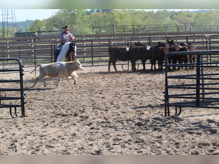 Gypsy Horse Gelding 6 years 13,2 hh Pinto in Syracuse