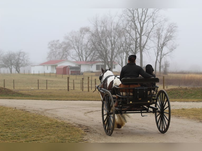 Gypsy Horse Gelding 6 years 13,2 hh Pinto in Syracuse