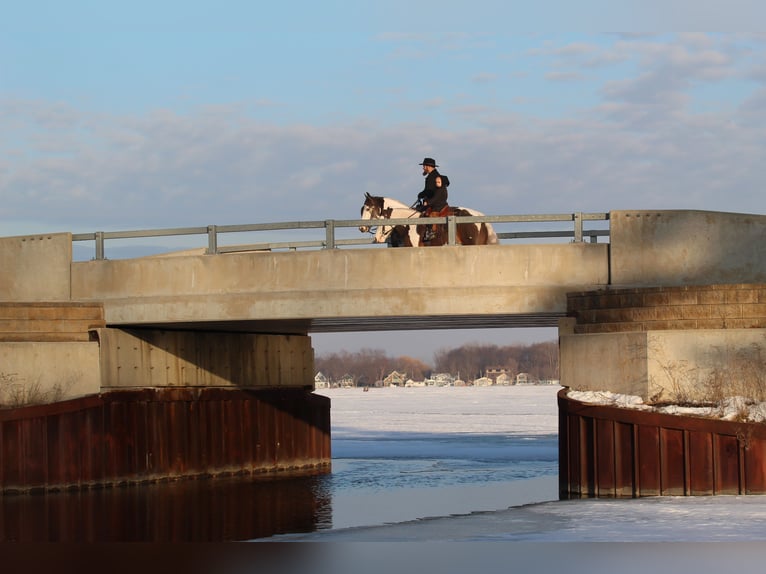 Gypsy Horse Gelding 6 years 13,2 hh Pinto in Syracuse