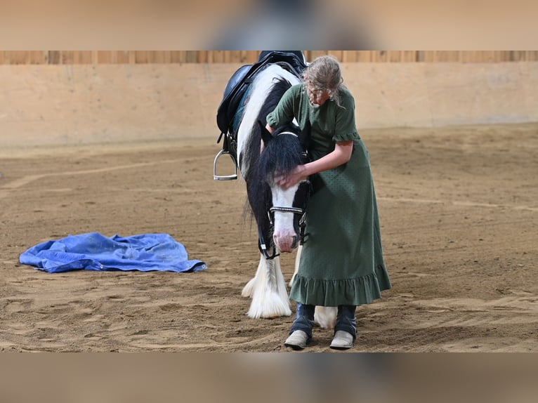 Gypsy Horse Gelding 6 years 13,2 hh in Millersburg, OH