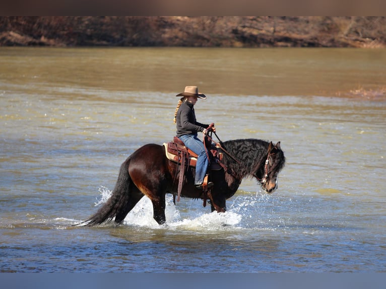 Gypsy Horse Gelding 6 years 14.1 hh Bay in Clarion