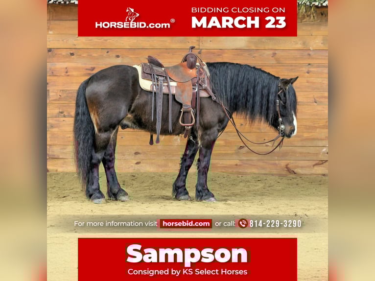 Gypsy Horse Gelding 6 years 14.1 hh Bay in Clarion