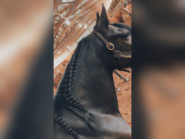 Gypsy Horse Mix Gelding 6 years 14,1 hh Bay in Pickett