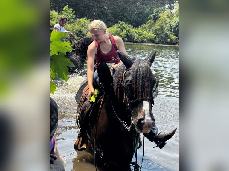 Gypsy Horse Mix Gelding 6 years 14,1 hh Bay in Pickett
