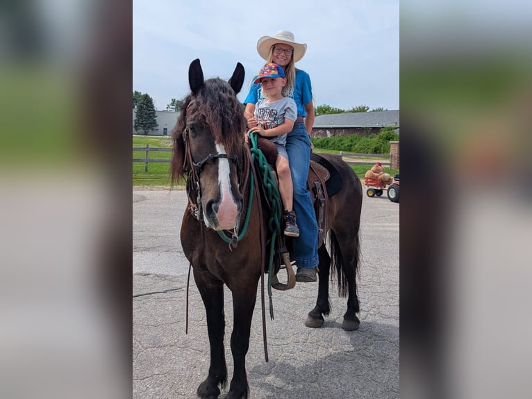 Gypsy Horse Mix Gelding 6 years 14,1 hh Bay in Pickett