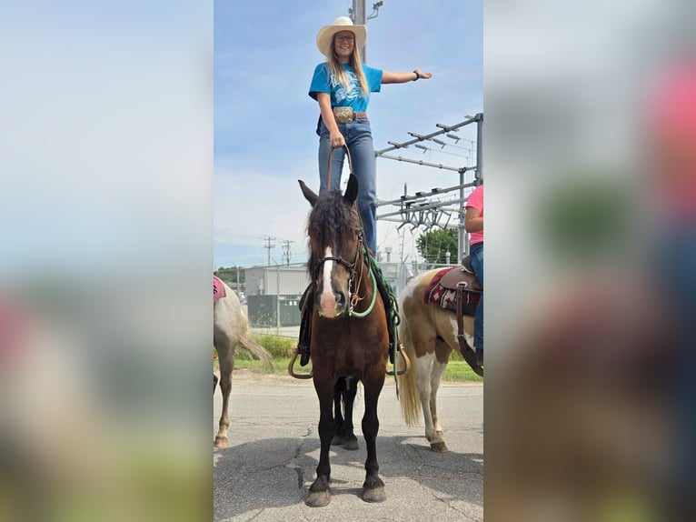 Gypsy Horse Mix Gelding 6 years 14,1 hh Bay in Pickett