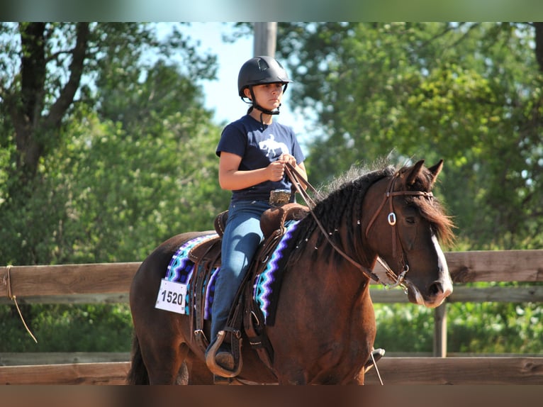 Gypsy Horse Mix Gelding 6 years 14,1 hh Bay in Pickett