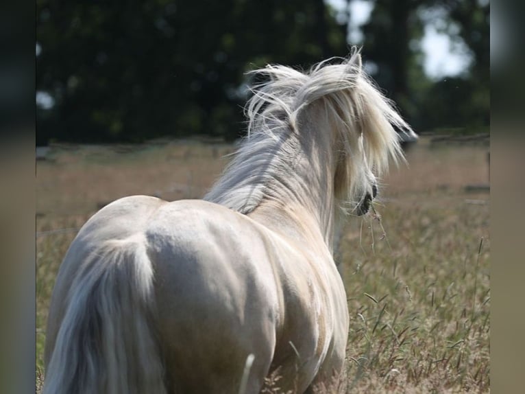 Gypsy Horse Gelding 6 years 14,1 hh Palomino in Otter