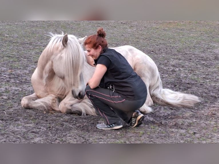 Gypsy Horse Gelding 6 years 14,1 hh Palomino in Otter