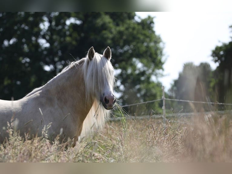 Gypsy Horse Gelding 6 years 14,1 hh Palomino in Otter