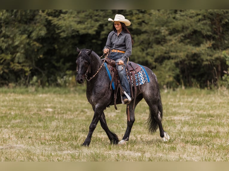 Gypsy Horse Mix Gelding 6 years 14,1 hh Roan-Blue in Ames, IA
