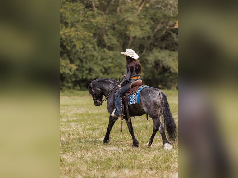 Gypsy Horse Mix Gelding 6 years 14,1 hh Roan-Blue in Ames, IA