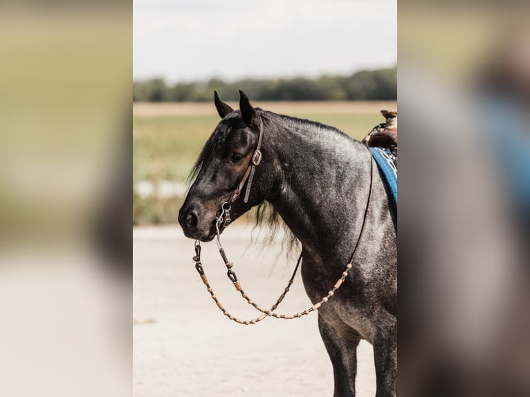 Gypsy Horse Mix Gelding 6 years 14,1 hh Roan-Blue in Ames, IA