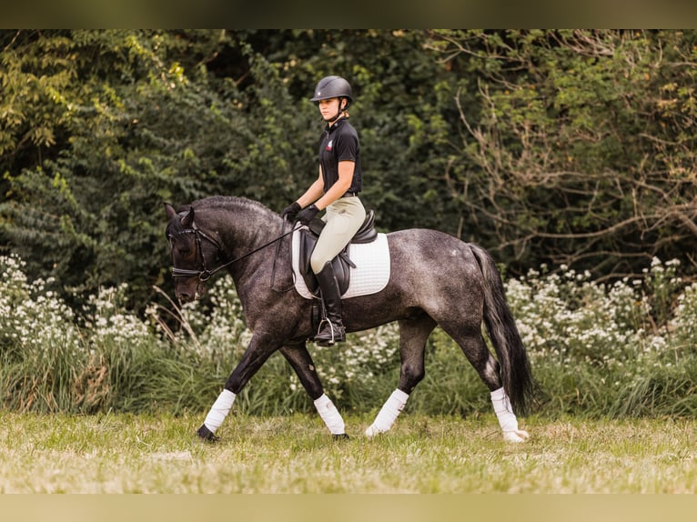 Gypsy Horse Mix Gelding 6 years 14,1 hh Roan-Blue in Ames, IA