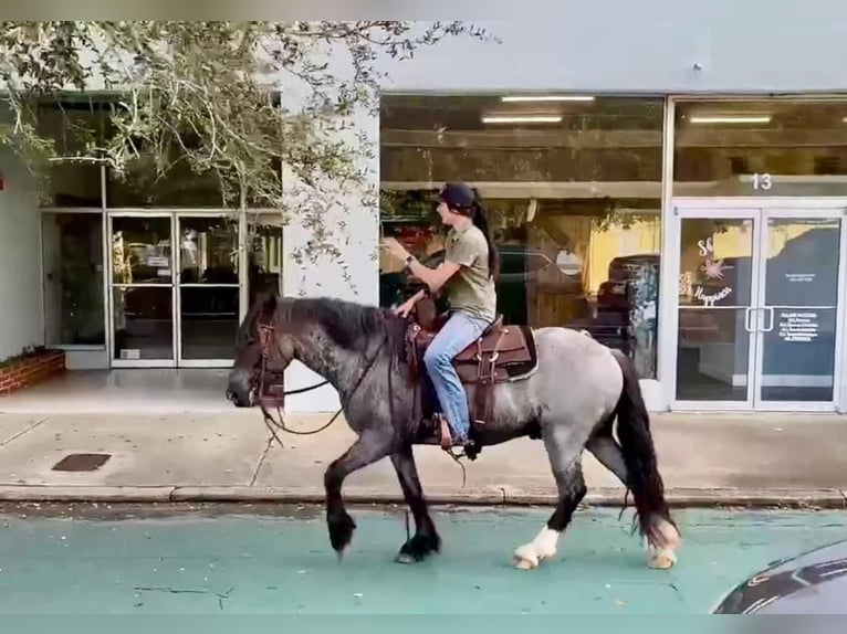 Gypsy Horse Gelding 6 years 14,1 hh Roan-Blue in Mims FL