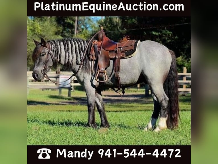 Gypsy Horse Gelding 6 years 14,1 hh Roan-Blue in Mims FL