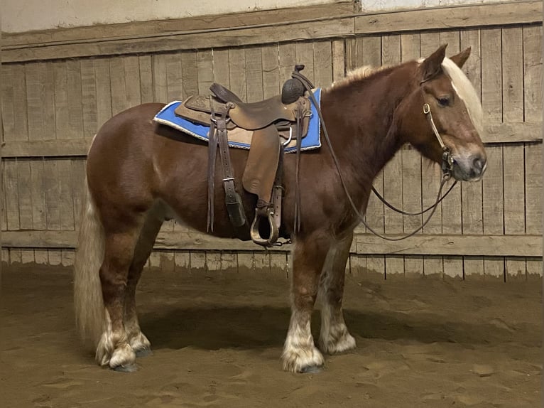 Gypsy Horse Mix Gelding 6 years 14,1 hh Sorrel in Spencer, OH