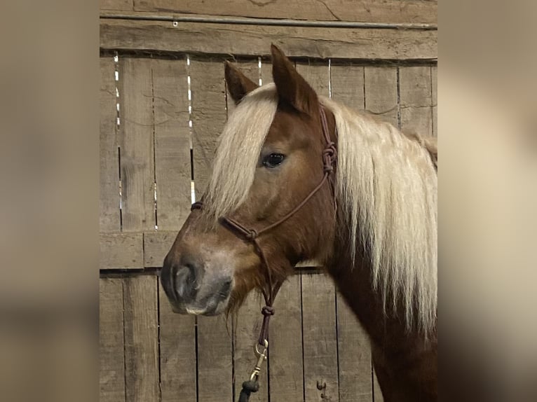 Gypsy Horse Mix Gelding 6 years 14,1 hh Sorrel in Spencer, OH