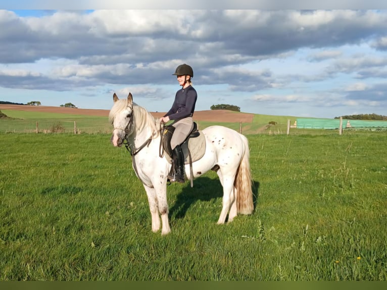 Gypsy Horse Gelding 6 years 14.2 hh Grey in Nettersheim