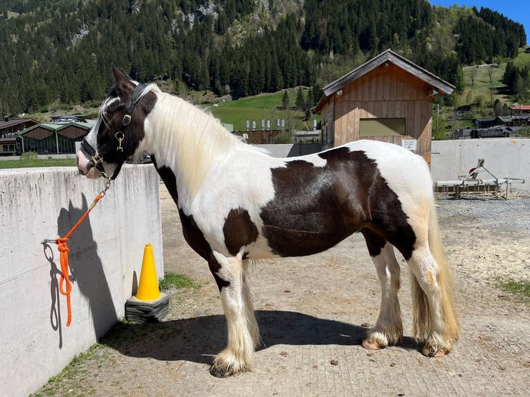 Gypsy Horse Gelding 6 years 14.2 hh Pinto in Großarl