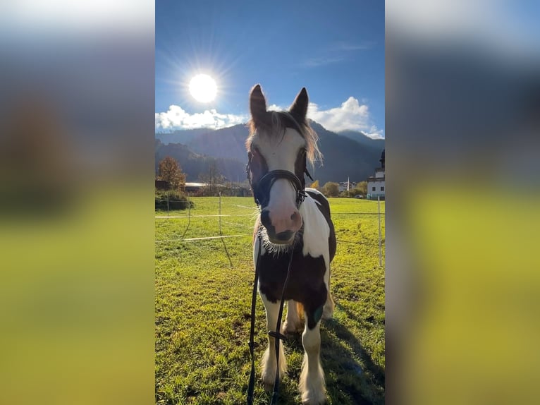 Gypsy Horse Gelding 6 years 14.2 hh Pinto in Großarl