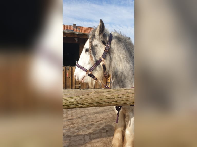 Gypsy Horse Gelding 6 years 14,2 hh Roan-Red in AmelinghausenRehlingen