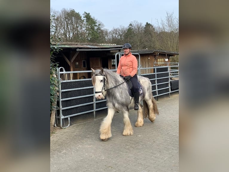 Gypsy Horse Gelding 6 years 14,2 hh Roan-Red in AmelinghausenRehlingen