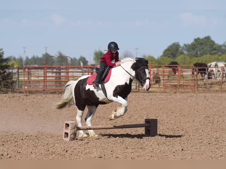 Gypsy Horse Gelding 6 years 14,2 hh in Canyon, TX