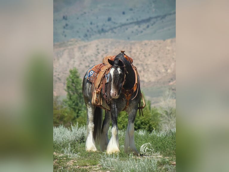 Gypsy Horse Gelding 6 years 14,3 hh Black in Cody, WY