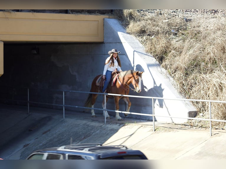 Gypsy Horse Gelding 6 years 14,3 hh Chestnut in Amory, MS