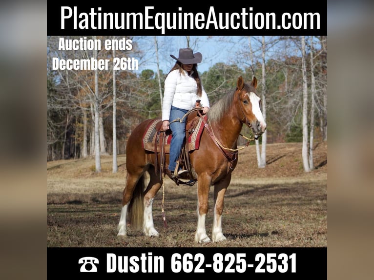 Gypsy Horse Gelding 6 years 14,3 hh Chestnut in Amory, MS