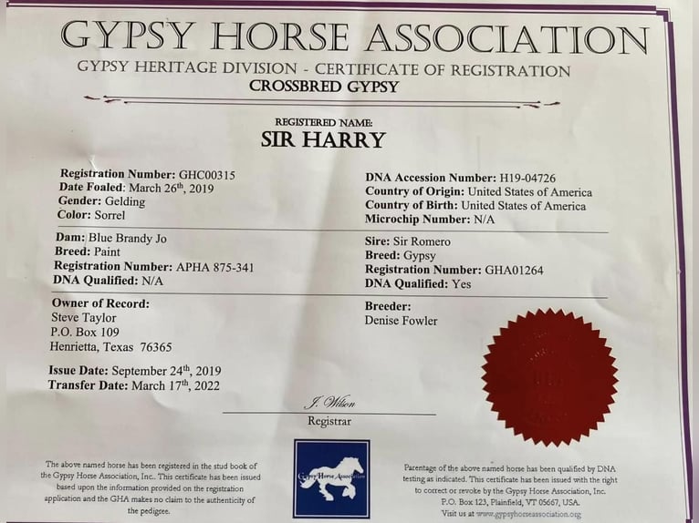 Gypsy Horse Gelding 6 years 14,3 hh Chestnut in Amory, MS